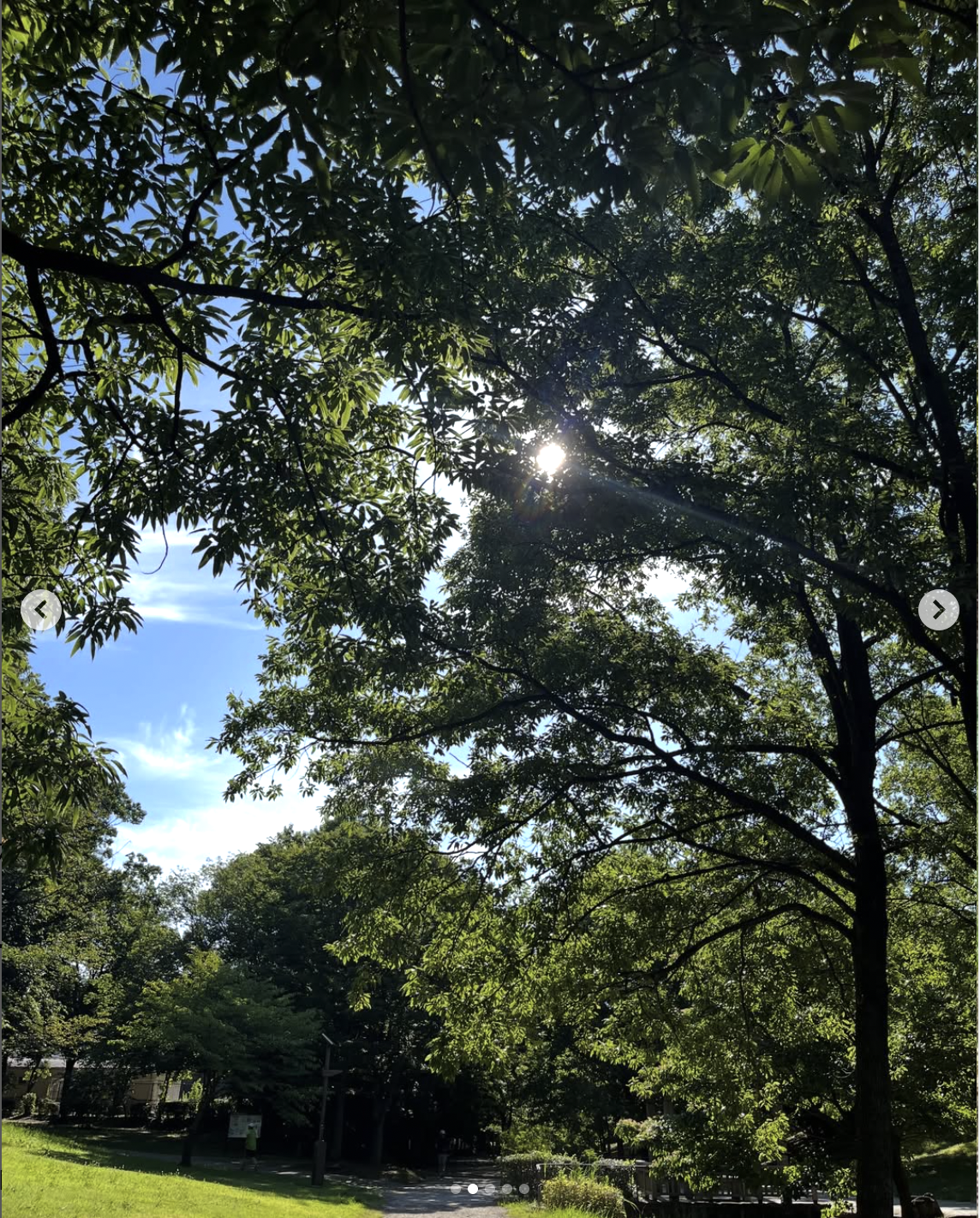 木漏れ日が差す心地よい森の風景